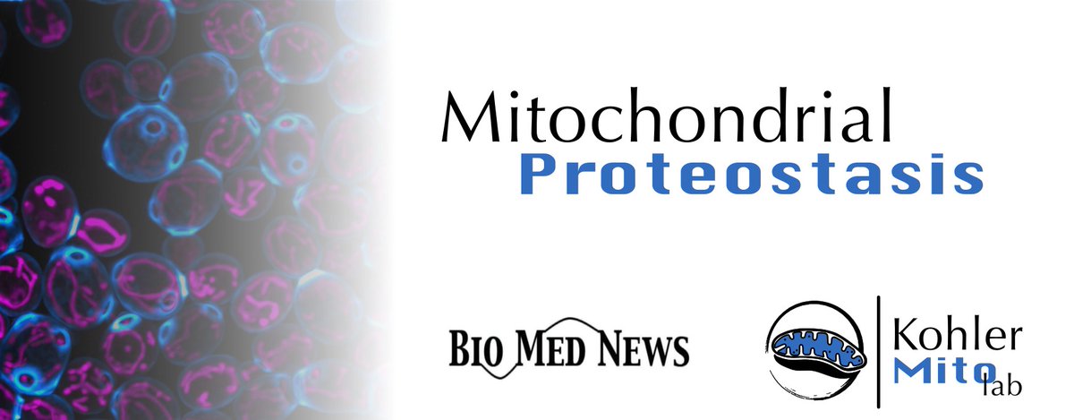 Dear fellow mitochondriacs! Here you can find this week's selection of papers on mitochondrial proteostasis, curated with the help of
<a href="/Bims_BiomedNews/">Bims: Biomed News</a>

👉 biomed.news/bims-mitpro/la…

#Mitochondria #Proteostasis #Ageing #MitochondrialProteostasis #KohlerMitoLab
