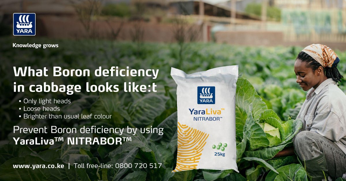 YaraKenya's tweet image. Did you know? 

If your cabbage lacks sufficient boron at the head development stage, it will form only light heads with light leaves. 

Preventing this deformation in #cabbage is easily done by adding a YaraLiva NITRABOR which has sufficient Boron to support head development. It…