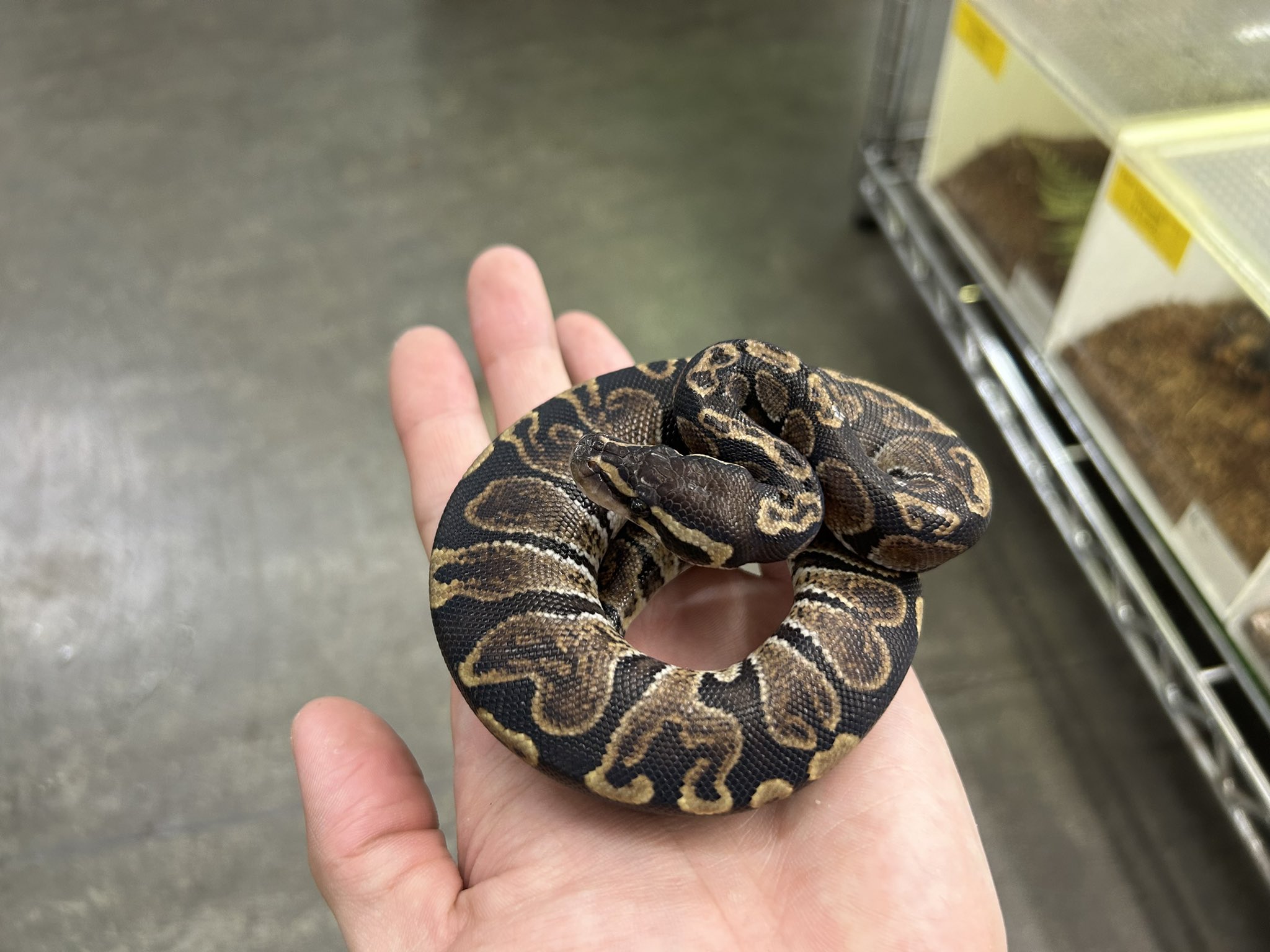 未アップ分ボールパイソン色々！＠みなとペポニ | 名古屋のペット