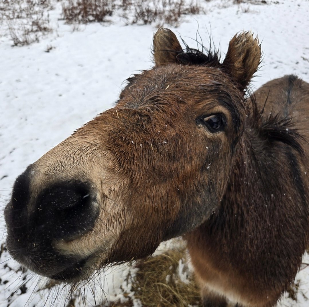 HoovesHappy's tweet photo. Silly Cyrus the mule!
#cyrusthemule #sanctuary #ponysanctuary #donkeysanctuary #longears #minimule #mules #mule #happylittlehooves #ponyhour https://t.co/meU3Jb35FF