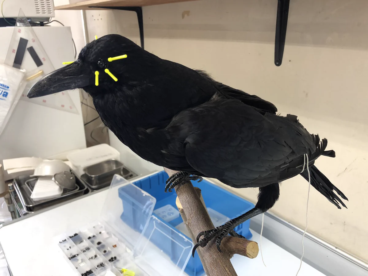 カラスの剥製 ハシボソガラス 希少 さがみホネホネ団 on X: 