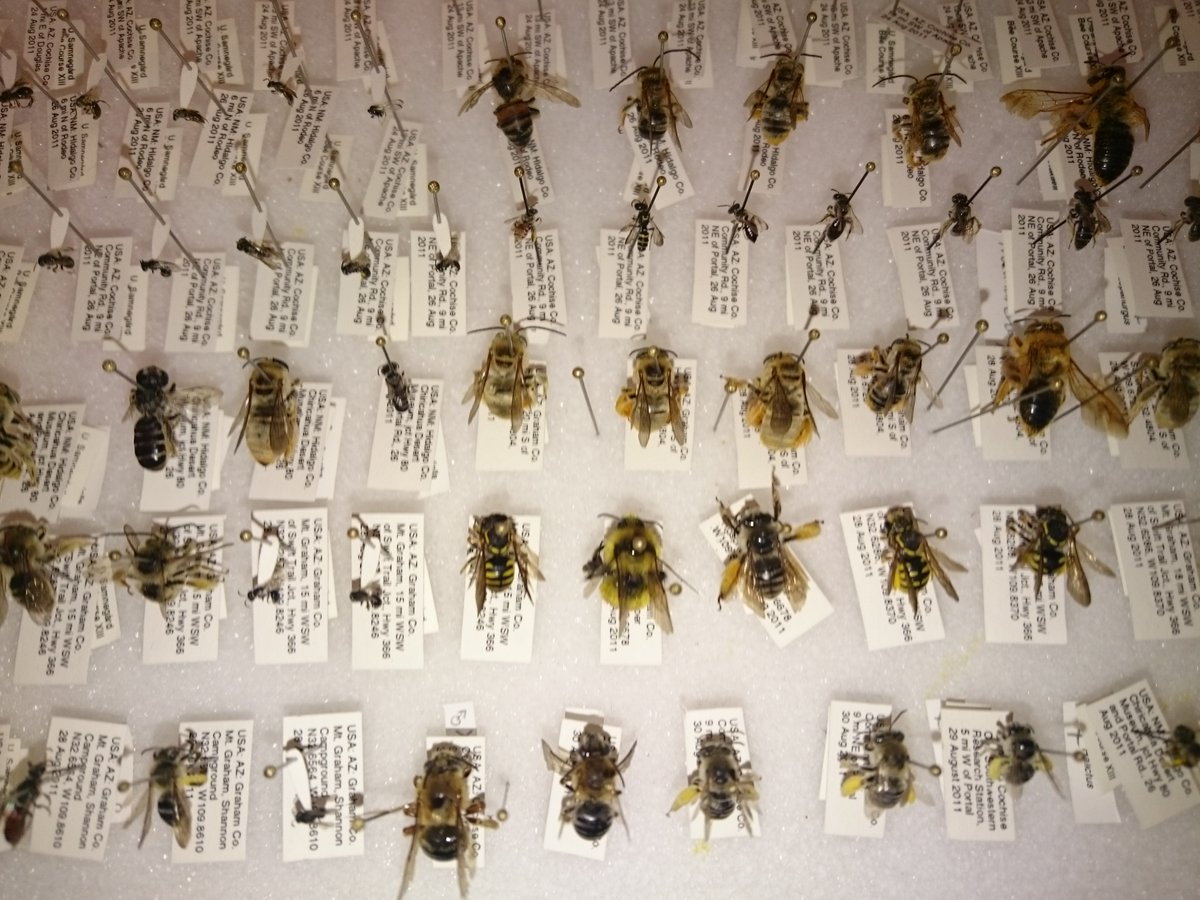 Kristoffer Hylander tweet media