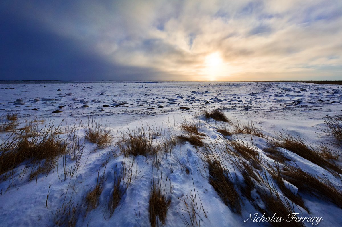 Sea ice is beginning to form along the shoreline as winter sets in. Soon, Hudson Bay will freeze over, and polar bears will start to roam on it in search of seals.