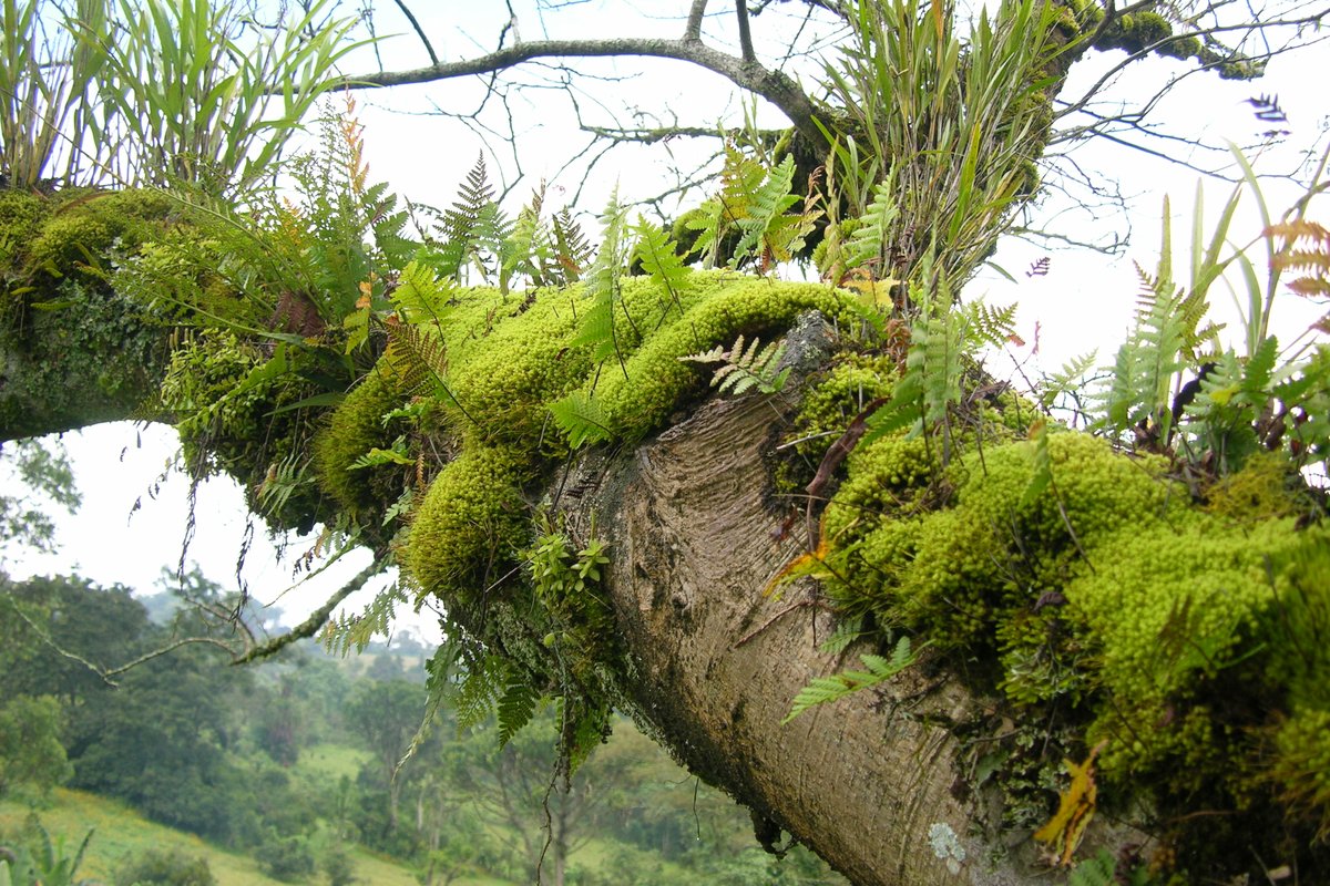 Kristoffer Hylander (@hylander_k) on Twitter photo New positions in biodiversity in a broad sense! Stockholm University look for strong candidates for three new positions as assistant professors.
Please retweet so we reach as many good candidates as possible! We hope to recruit one to <a href="/deepsthlmuni/">DEEP at Stockholm University</a>.
su.se/department-of-… New positions in biodiversity in a broad sense! Stockholm University look for strong candidates for three new positions as assistant professors.
Please retweet so we reach as many good candidates as possible! We hope to recruit one to <a href="/deepsthlmuni/">DEEP at Stockholm University</a>.
su.se/department-of-…