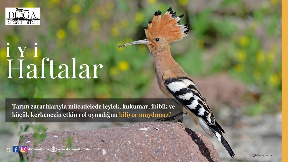 Tarım zararlılarıyla mücadelede leylek, kukumav, ibibik ve küçük kerkenezin etkin rol oynadığını biliyor muydunuz?    

👉🏻 dogaarastirmalari.org.tr/ciftci-dostu-k…