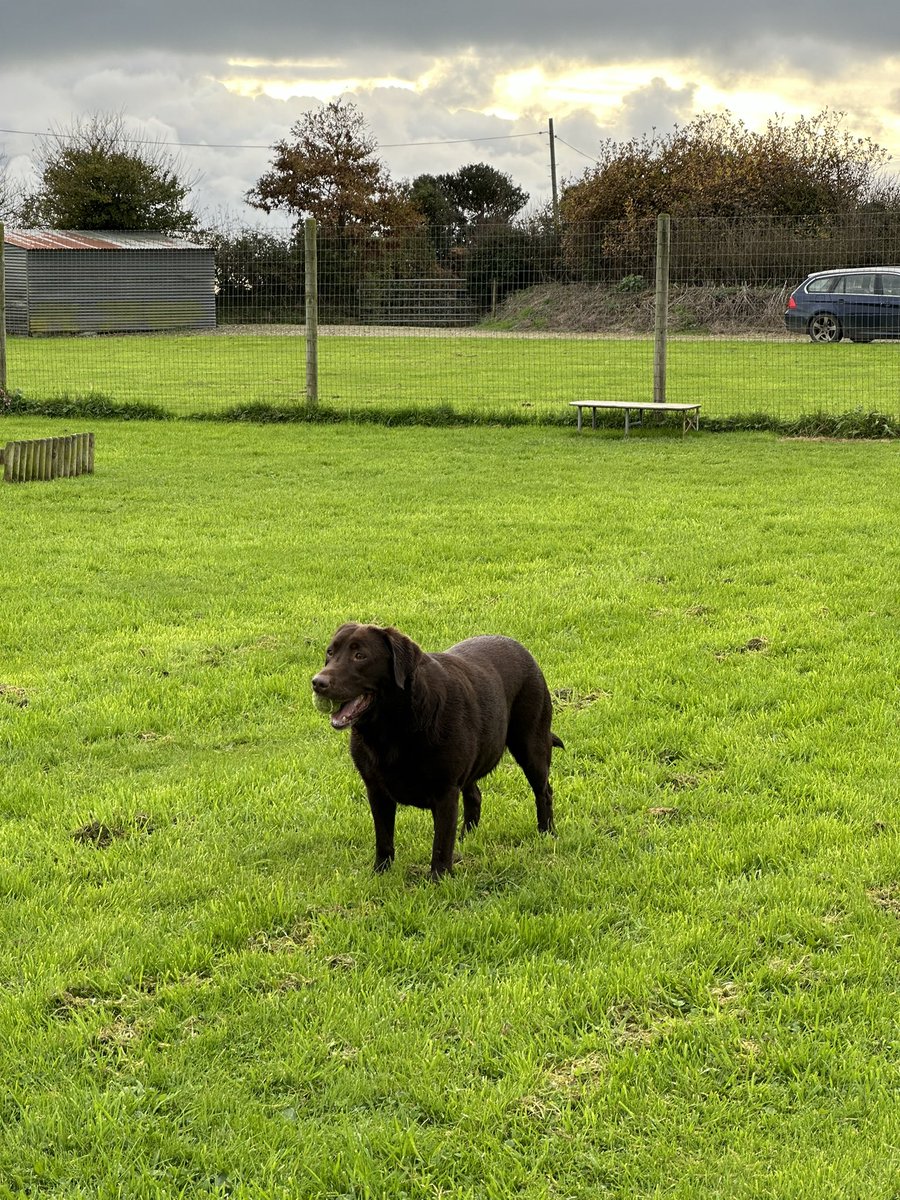 nellandsara's tweet photo. The dogs had fun at Dog and Dash and Nell has Selective Hearing. Only two sleeps to go before Chris arrives from Toronto.
https://t.co/pYZ9lMoZuK
#dogs #labs #selectivehearing #family #son #visit #twosleepstogo https://t.co/a0VAv2turv