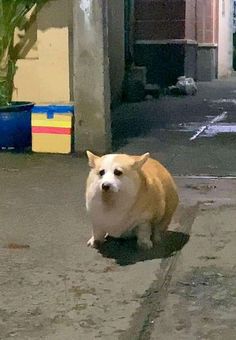 Mehtap Gamze tweet media