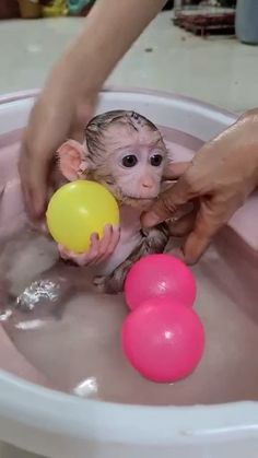 المها  tweet media