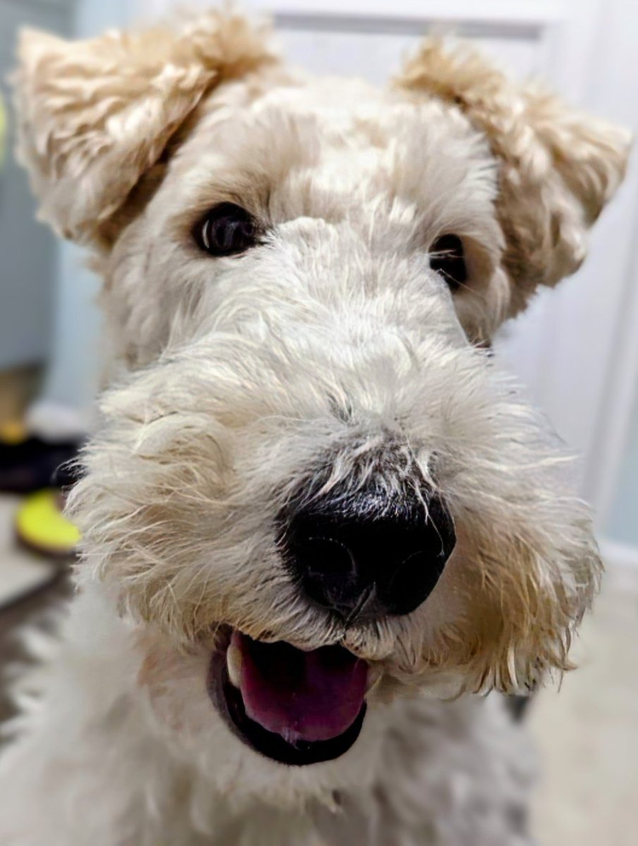 FTWallace1's tweet photo. PALS! Today I am NINE years old!

There will be cake and a birthday photo later, but isn't it great? 

Happy birthday to MEEEEEEEEEEEE...🤣❤️ Have a good day, Wallowers everywhere ❤️🥰 https://t.co/xP4S1jfIcd