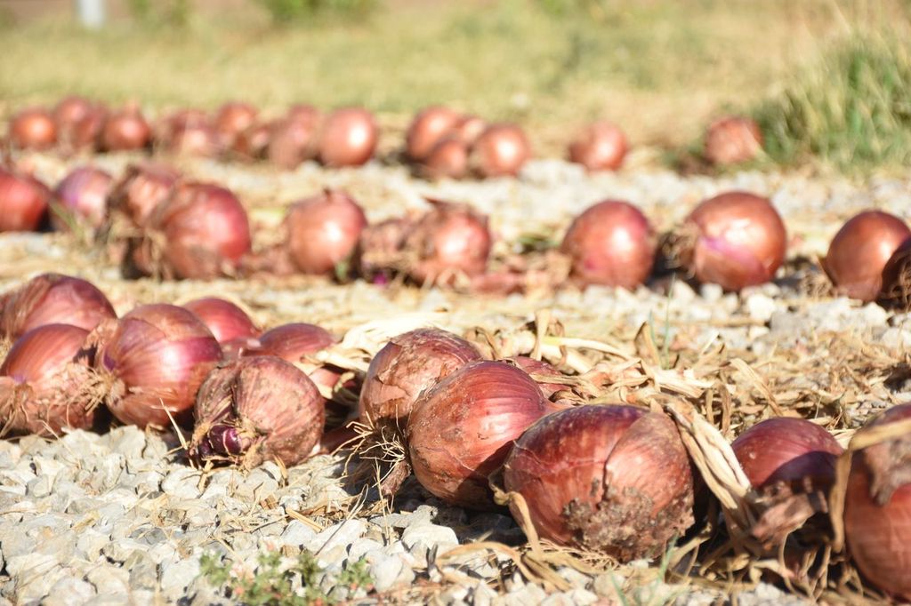 🧅🌱 Presentem el projecte CATCEBA! Amb <a href="/agriculturacat/">Agricultura</a> i <a href="/ruralcat/">Ruralcat</a>, treballem per preservar les varietats de #CebaCatalana amb tècniques sostenibles. 🌍 Formació i suport per enfortir l’agricultura local! #DemosPATT Més info ⤵️
fundaciomiquelagusti.cat/projectes/opti…
