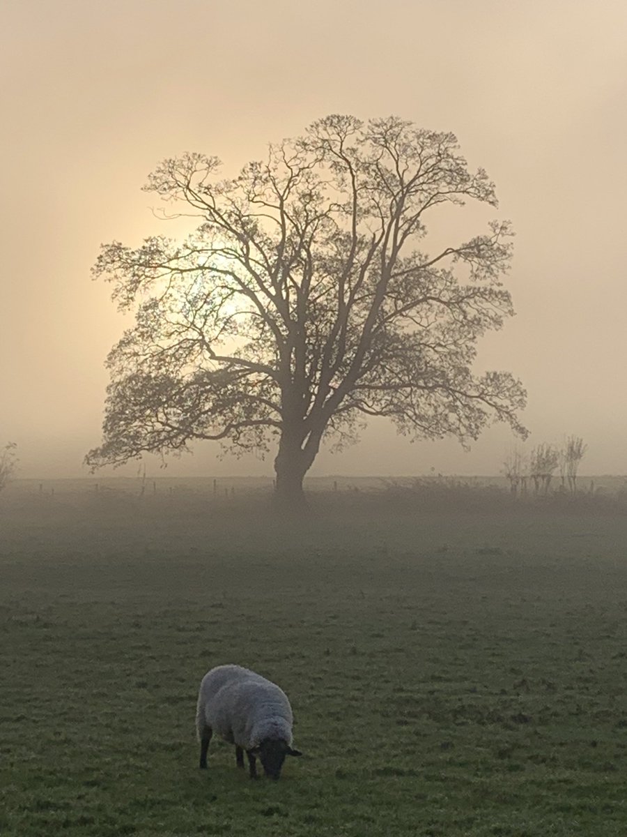 Geoff Rich (@geoffrich) on Twitter photo Good morning Good morning