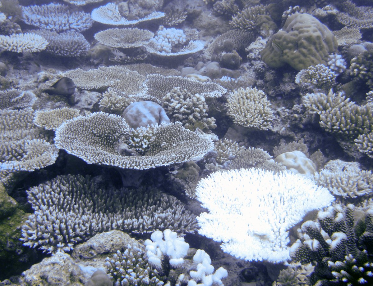 Liam Lachs (@liamlachs) on Twitter photo Thanks to <a href="/AmandaEBates/">Amanda E Bates</a> for her thoughts on how the recent paper from my PhD at <a href="/Coralassist_Lab/">Coralassist Lab</a> (about the variability of coral heat tolerance among reefs) contributes to thermal biology and conservation more broadly.
doi.org/10.1016/j.tree…
<a href="/NERCscience/">Natural Environment Research Council</a>
<a href="/ICRSCoralReefs/">International Coral Reef Society</a> Thanks to <a href="/AmandaEBates/">Amanda E Bates</a> for her thoughts on how the recent paper from my PhD at <a href="/Coralassist_Lab/">Coralassist Lab</a> (about the variability of coral heat tolerance among reefs) contributes to thermal biology and conservation more broadly.
doi.org/10.1016/j.tree…
<a href="/NERCscience/">Natural Environment Research Council</a>
<a href="/ICRSCoralReefs/">International Coral Reef Society</a>