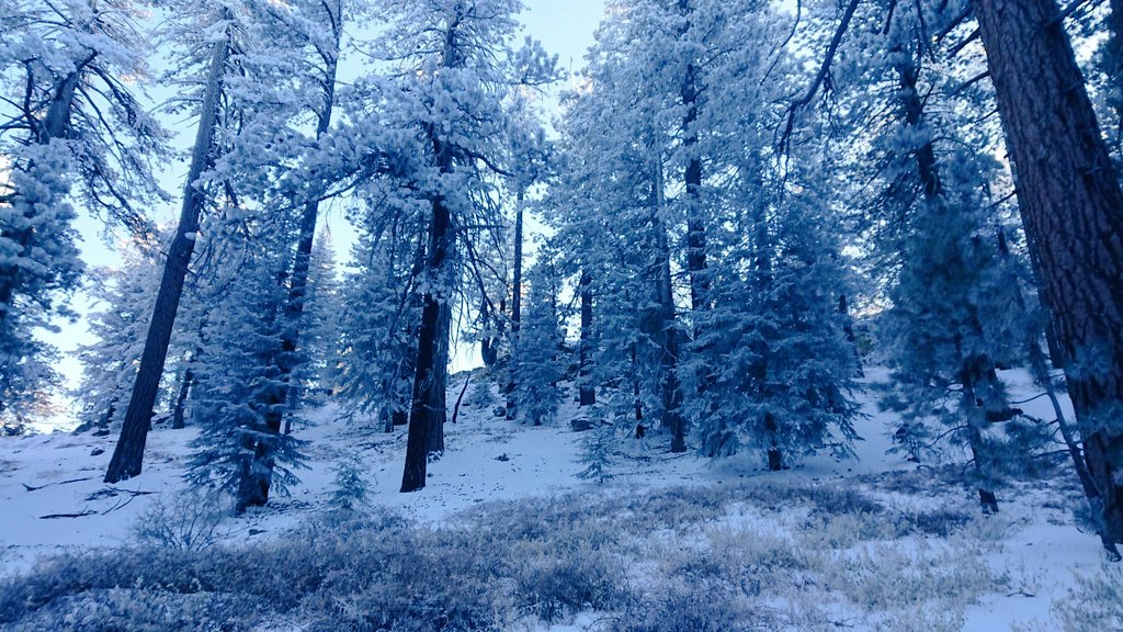 MescalProject's tweet photo. On the top of the mountains in #KernCounty, hidden under the snow, @ejarque_ana and Scott finally found our sample of fir and pine 🌲🌲🌲 for the #Referential #Fieldwork24 https://t.co/DcgKuJxELj