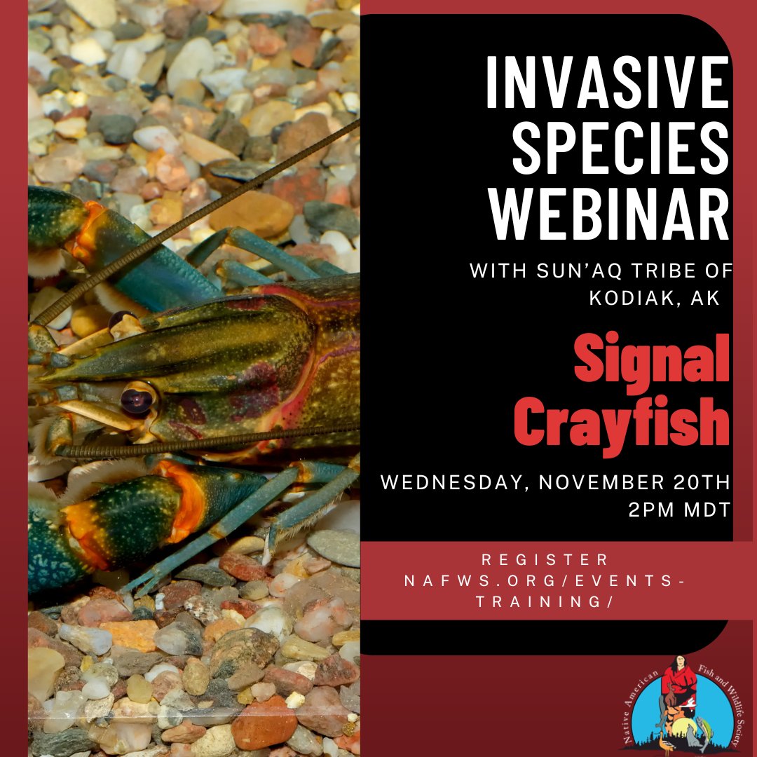 🦞NAFWS Invasive Species: Signal Crayfish Webinar 
📅Wednesday, November 20, 2024
⏰ 2 PM MDT
🙂Registration is OPEN
🌐nafws.org/events-trainin…