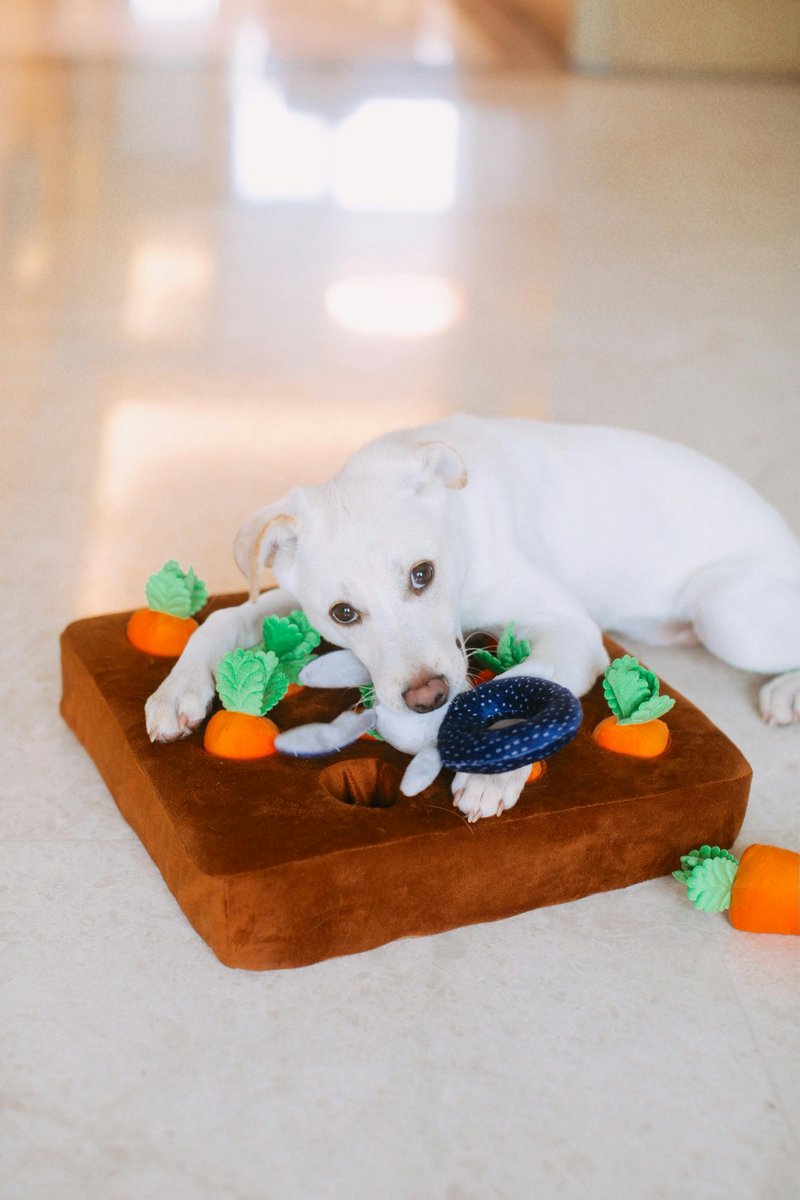 AndysDogSup's tweet image. Snuffle Mats: Keep your dog entertained by letting them sniff out hidden treats in fabric strips! 🐶 A fun, mentally stimulating activity for curious pups. 🧠👃 

#SnuffleMat #DogEnrichment #HappyPup #MentalStimulation #InteractivePlay #HealthyPups #EngagedDogs #CanineWellness