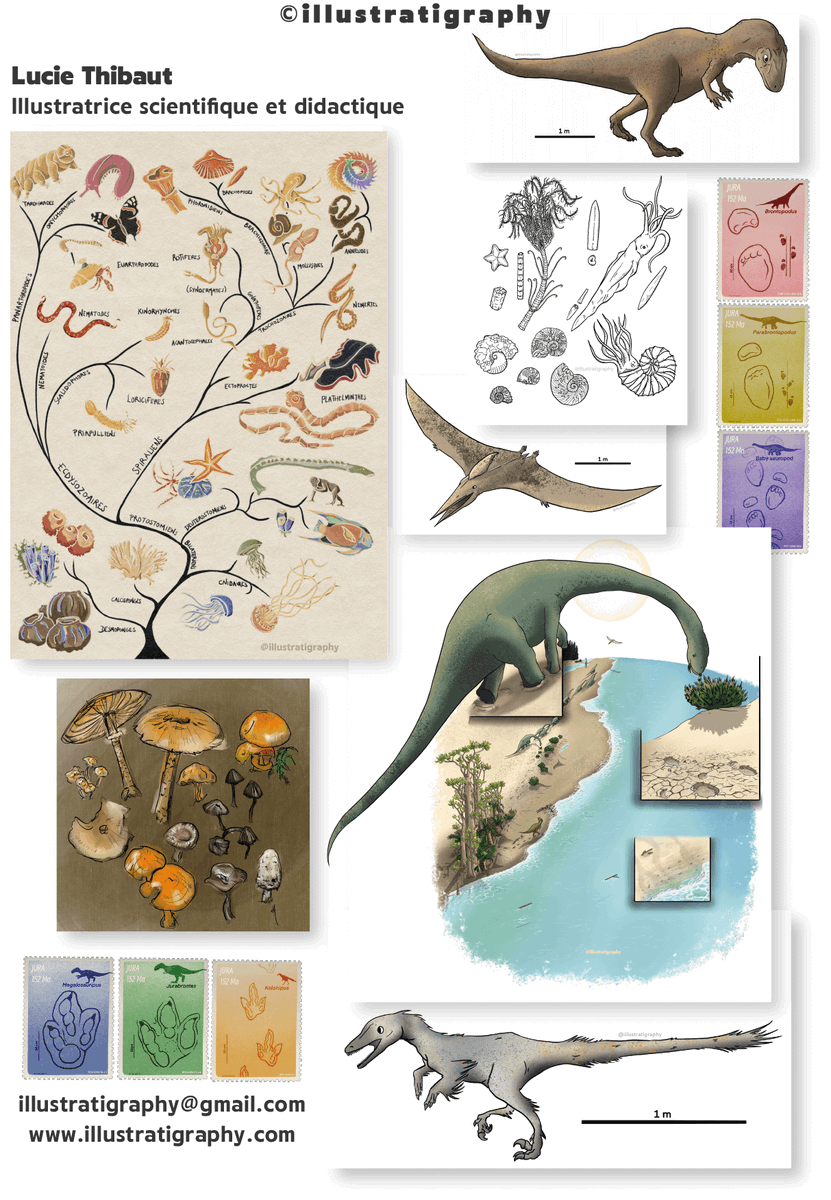 ☄️ Scientific and educational illustrator activity launched! ©illustratigraphy ☄️

Feel free to share and contact me for any collaboration. #ScientificIllustration #DidacticVisual #Paleoart

🦕 For further details, please visit : 
illustratigraphy.com