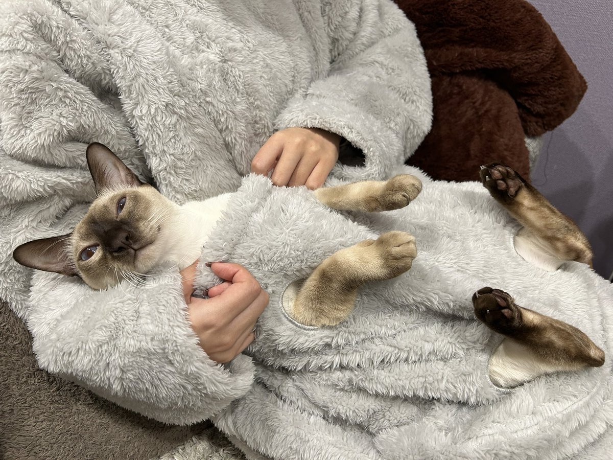 着る毛布 猫が入れる デコホーム ニトリ Nウォーム グレー 消す 着る毛布 猫が入れる デコホーム ニトリ Nウォーム グレー 消す