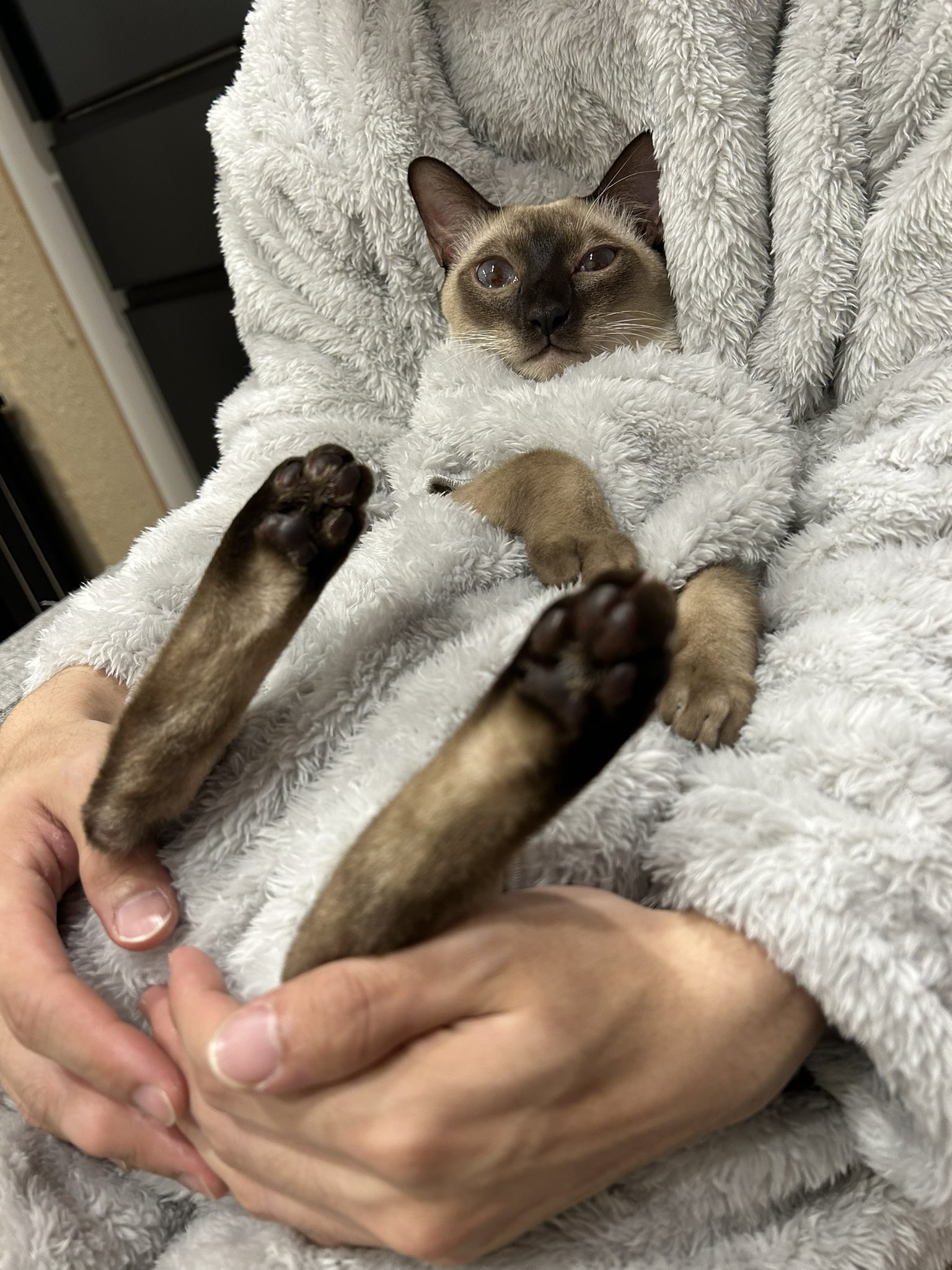あったかいんだからぁ♪ 『猫と着る毛布』にお父さんと一緒に