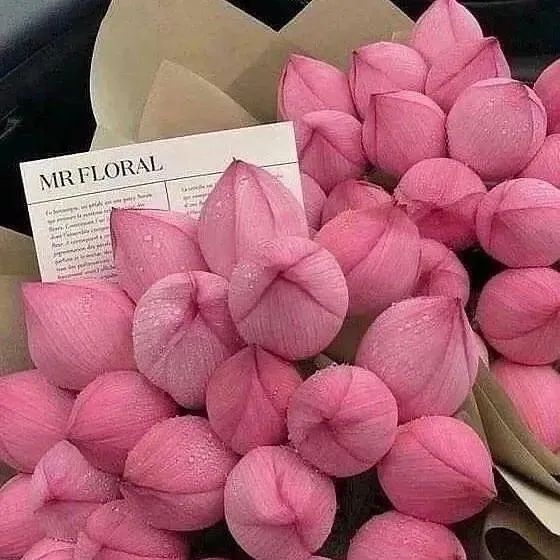 prettiestavenue's tweet photo. lotus flower https://t.co/a9cuTprWVV