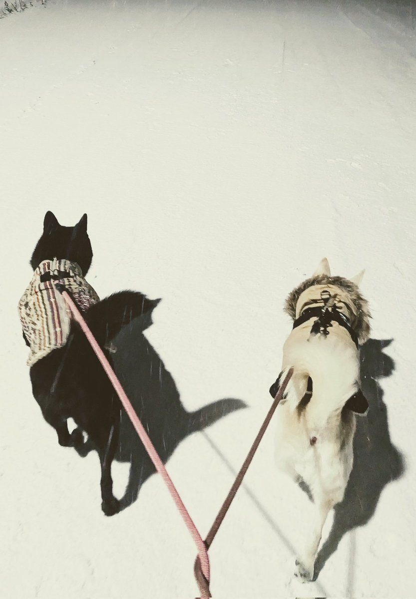 S68638311's tweet image. やったぁ！雪が積もった〜！
大好きな雪の上を散歩したよ。
（※三女は雪が怖い様子なので、雪デビューはお預け）

#ミックス犬きなこ
#甲斐犬もなか
#雪　#北海道
#犬好きさんと繋がりたい 

プロジェクト実施中↓
readyfor.jp/projects/spitz…