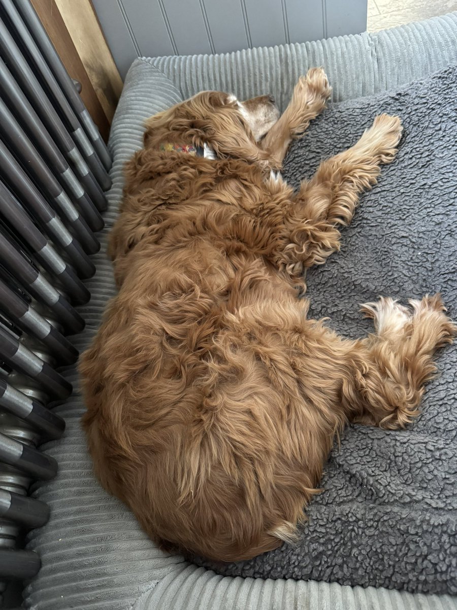 This wonderful old boy waited over 15 years to experience a comfortable home with a soft bed beside a hot radiator #WellEarnedRetirement 
#ComfyAndWarm