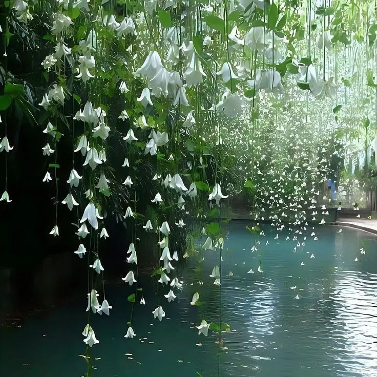 — serenity in stillness ˖°🦢༘ ⋆｡˚