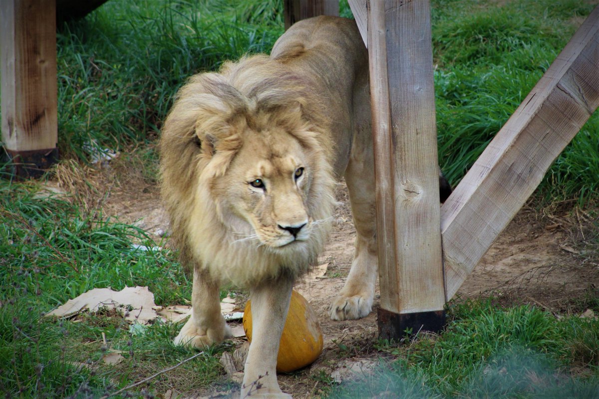 Gjoni 🦁 is a little bit confused by this surprise that he found inside his enclosure...

What do you think, are we going to be sucessful on convincing Gjoni that pumpkin seeds are very healthy and tasty treat... 🤔

Photo credits: FOUW PAWS | Erisa Gashi

#kosovo #prishtina