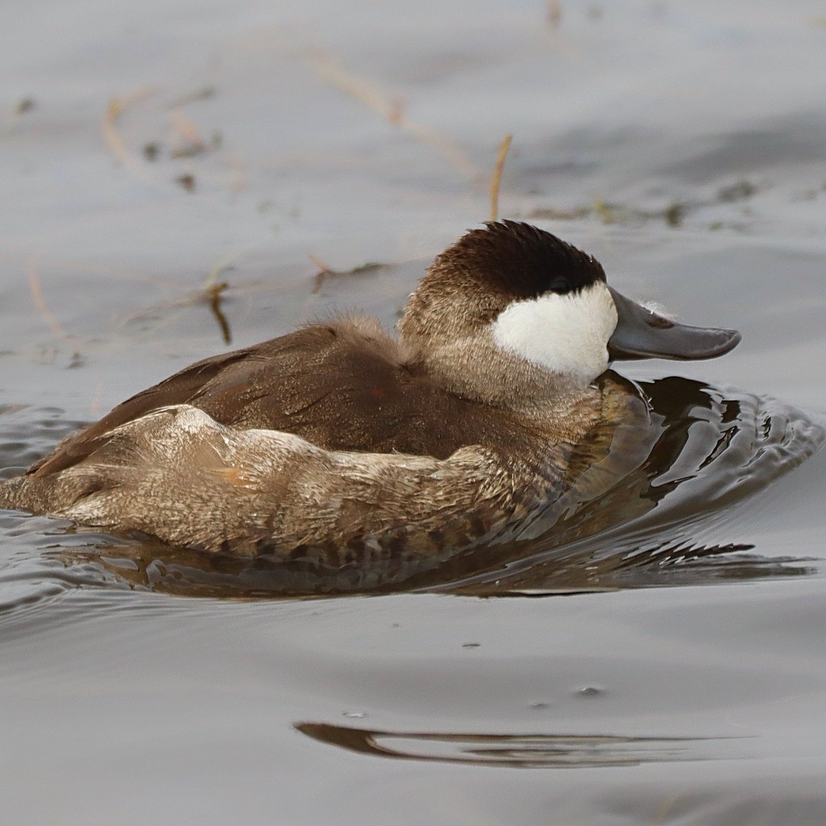 ladugan2's tweet image. A first for me...Ruddy duck for #MallardMonday