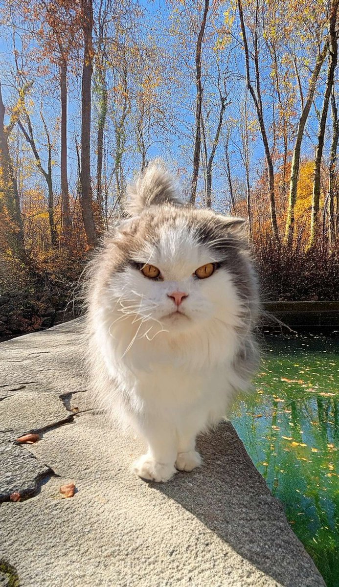 My eyes reflect the golden hues of autumn leaves, radiating warmth and endless wonder. In my gaze, you'll uncover the secrets of love and the serenity of peaceful moments. Look closely, and let your heart dance with mine. 🍂💖✨
#CatLove #AutumnMagic #Heartfelt 
 #CatsOfX