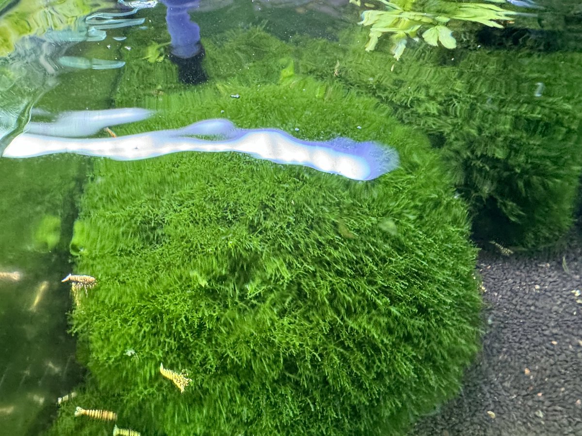 ほっぺ@アクアリウム tweet media