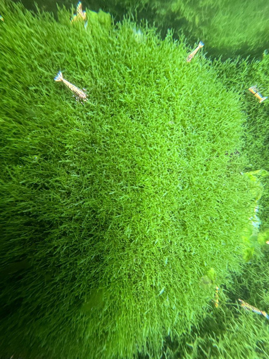 ほっぺ@アクアリウム tweet media