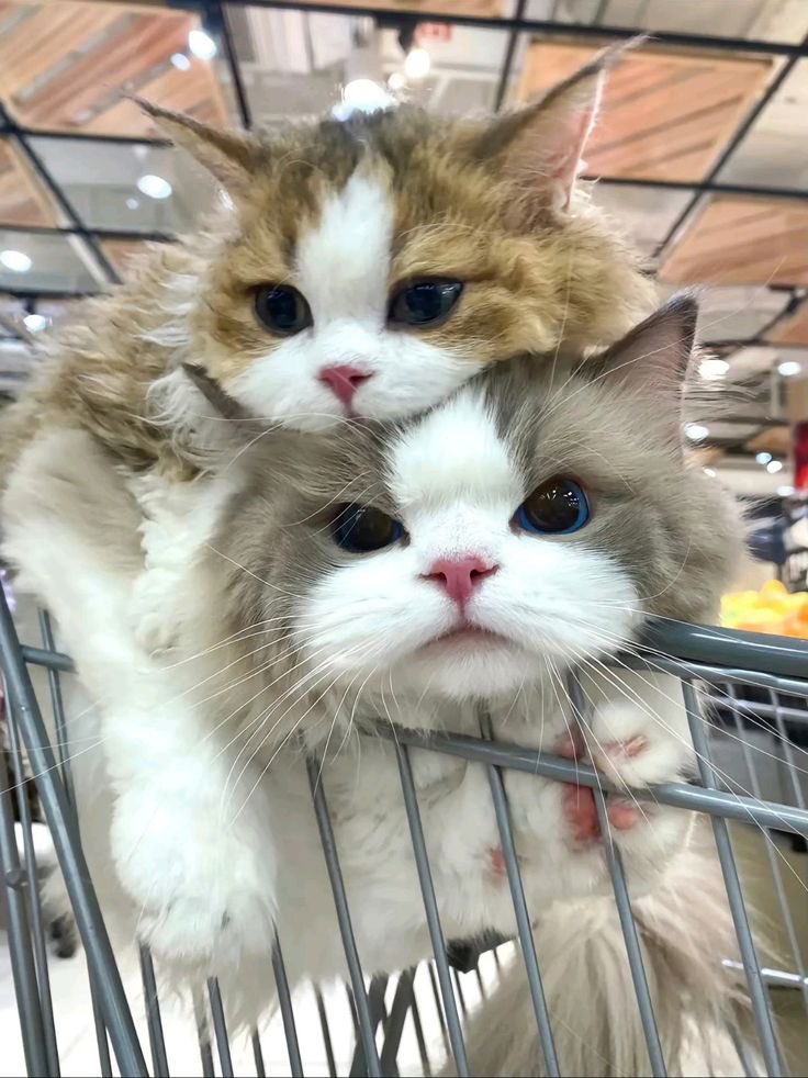 يورقو (@alain1992_) on Twitter photo 