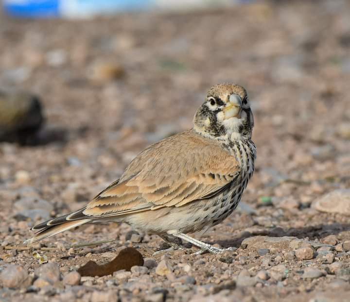 birdsmorocco's tweet image. Thick-billed Lark (Ramphocoris clotbey)  will be a key target of our upcoming Birding tours in Next year:  January /February
Whatsapp:  00212676 466 630
Email:birdwatchingmorocco.tours@gmail.com

birdwtchingmoroccotiurs.com

#birdsphotography
#best_birds_of_ig #planetbirds #birding