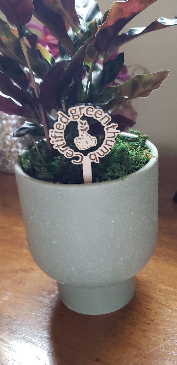 sdbraz's tweet photo. Unique Plant Stakes https://t.co/YcYs92UHdM