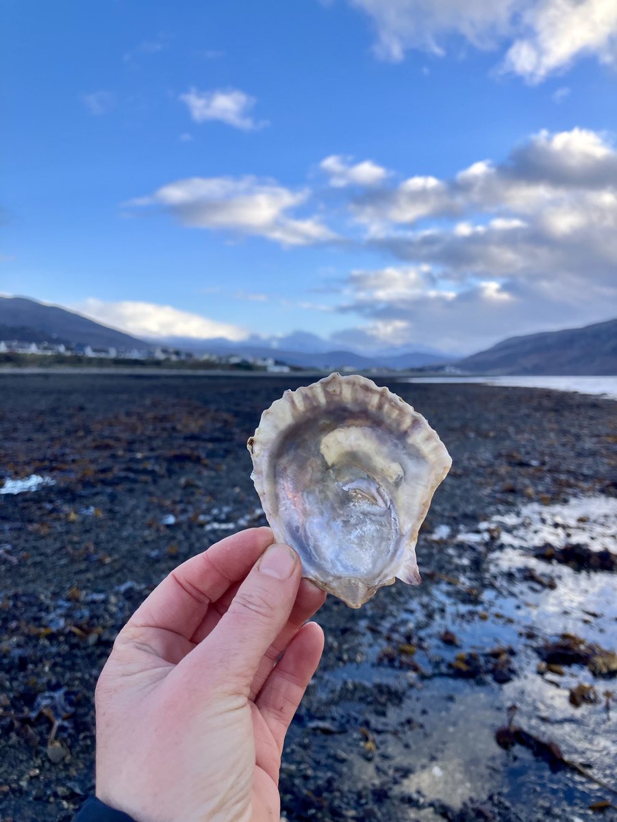 Ailsa McLellan tweet media