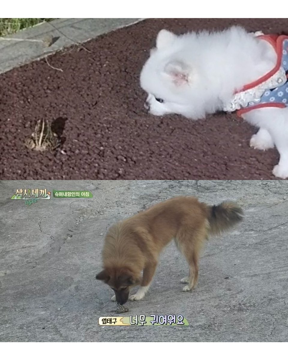 loveforUmTaegoo's tweet photo. [1116] UMTAEGOO IG

A dog and a frog
It's my 2nd time seeing you together
It's so cute

강아지랑 개구리랑
같이 있는 거 두 번째 봐요
너무 귀여워요

#엄태구 #UmTaegoo #엄지 #Umji
#삼시세끼 #3MealsADay
#TaegooNation #umniverse https://t.co/Kp8MX9RECZ