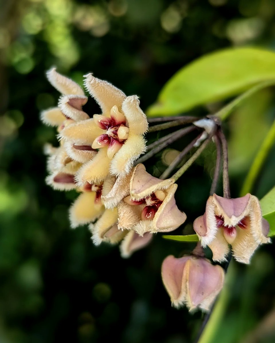 thorogoodchris1's tweet photo. Today we saw the Philippine endemic Hoya buotii in the rainforest: a shower of velvet stars ✨ https://t.co/V5ttefRuw7