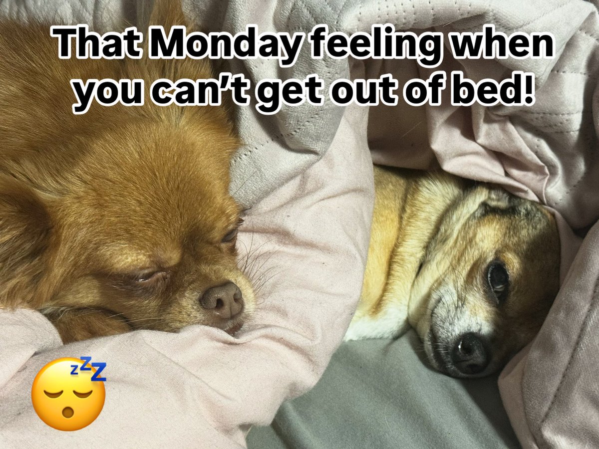 #MondayMood #BedlsLife #NotReady #SendHelp #SnoozeWarrior #CaffeinePlease #AlarmTrauma #CozyOverProductive