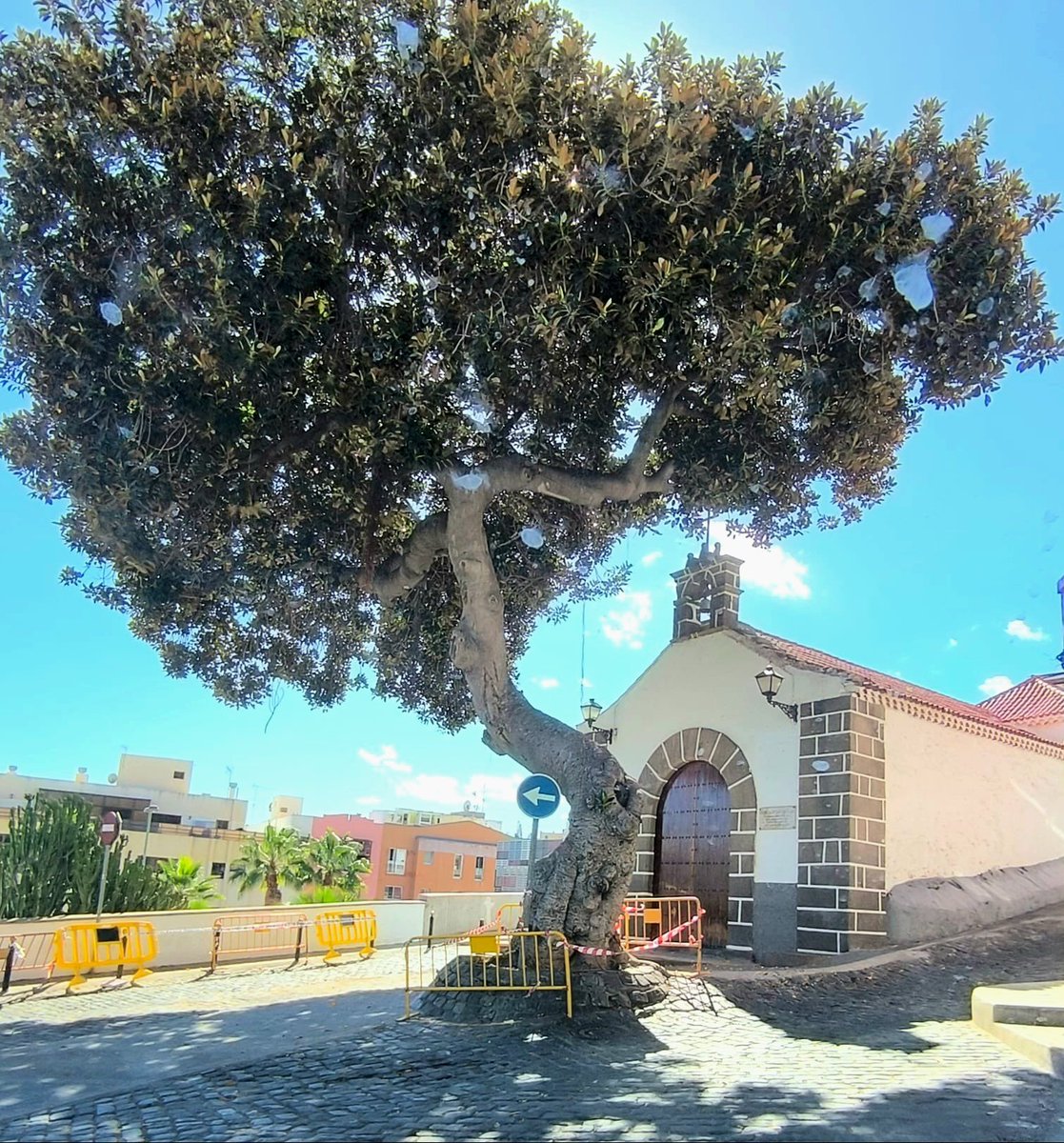 Si algún Vigilante puede ir a la reunión que convoca <a href="/jardinesLPGC/">Parques y Jardines LPGC</a>, habría que preguntarles si esa pudrición está avalada por un "T Radar" o si <a href="/FCC_Group/">FCC</a> lo diagnostica con su "OJIMETRO" y pedir informe de tala firmado por un ingeniero forestal o arborista con título oficial.