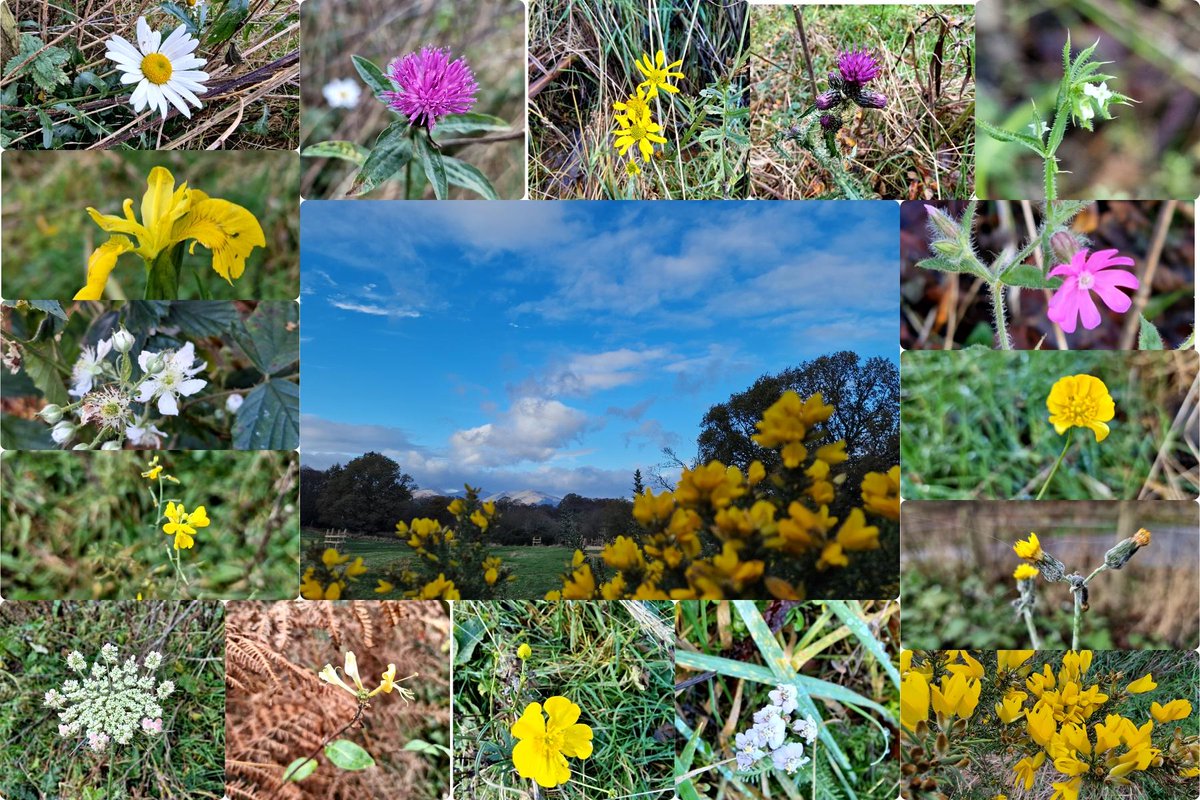 Even in winter, our wildflower and foraging superstar volunteer Lesley can seek out some colour and flowering plants!

📸 Lesley McCue

<a href="/Natures_Voice/">RSPB</a> <a href="/lomondtrossachs/">Loch Lomond & The Trossachs</a> <a href="/NatureScot/">NatureScot</a> <a href="/Love_plants/">Plantlife</a> <a href="/lovelochlomond/">Love Loch Lomond</a>
