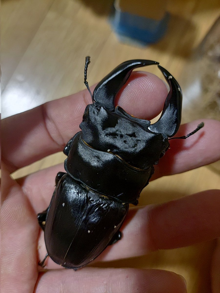 ♀によっちゃ80おーばーいける。
78
29
7.3
再来年の羽化が楽しみ。