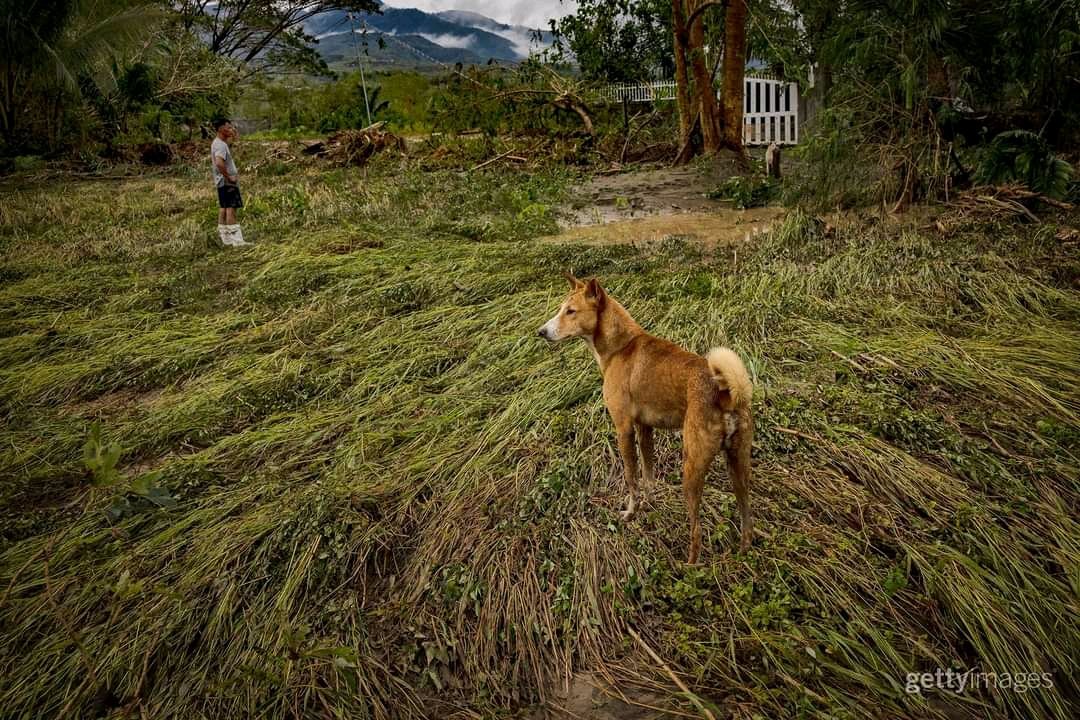 jjangstudios's tweet photo. Aftermath of Super Typhoon Man-yi (Pepito) in Bayombong and Bambang, Nueva Vizcaya. Pictures for Getty Images

ctto. Ezra Acayan https://t.co/4KjWsYo1Zh