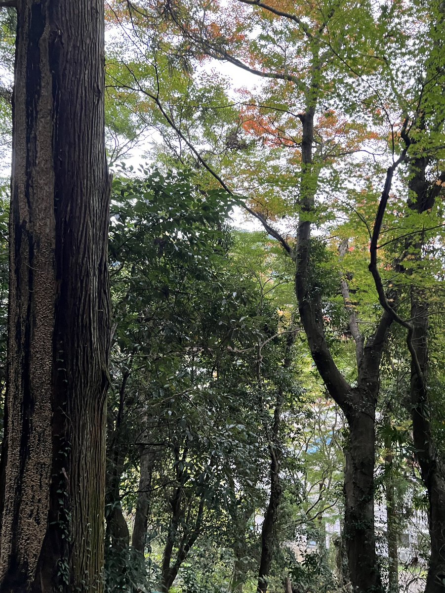 RPしてくれたらうれしい♪

お礼にリポスト＋いいね＋フォロバします！

こんな考え方もあるぐらいでヾ(=^▽^=)ノ

#相互RP

八王子市の裏高尾にある千代田稲荷神社のお話
今年の紅葉はどうかな。まだ少し早いかな（参拝54回目） uratakao-cij.com/?p=674