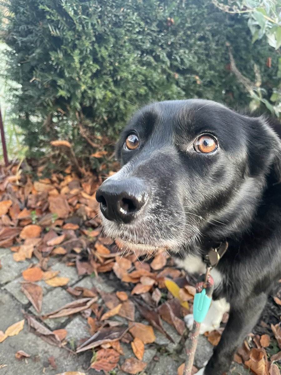 What Pippa Did Next tweet media