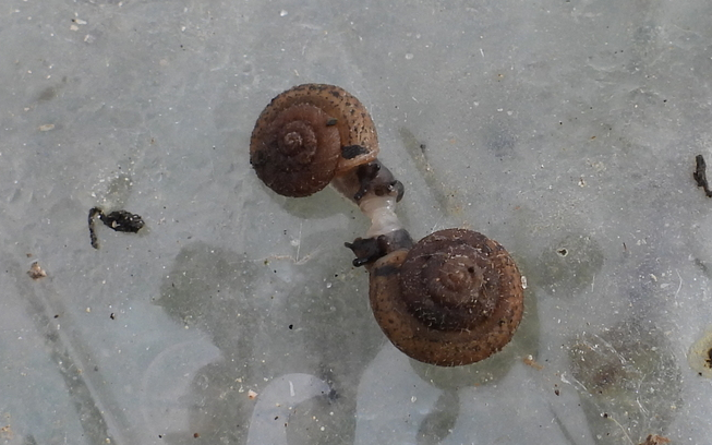 <a href="/LosCarrilesAlco/">Salvemos Los Carriles</a> inaturalist.org/observations/2… Si se confirma la validación de especie Xerotricha conspurcata, sería la primera subida a <a href="/NatusferaEs/">NatusferaEs</a> <a href="/inaturalist/">iNaturalist</a> en #Alcobendas en la zona natural de Los Carriles. En una botella de plástico retirada, desalojados de la misma <a href="/LosCarrilesAlco/">Salvemos Los Carriles</a>