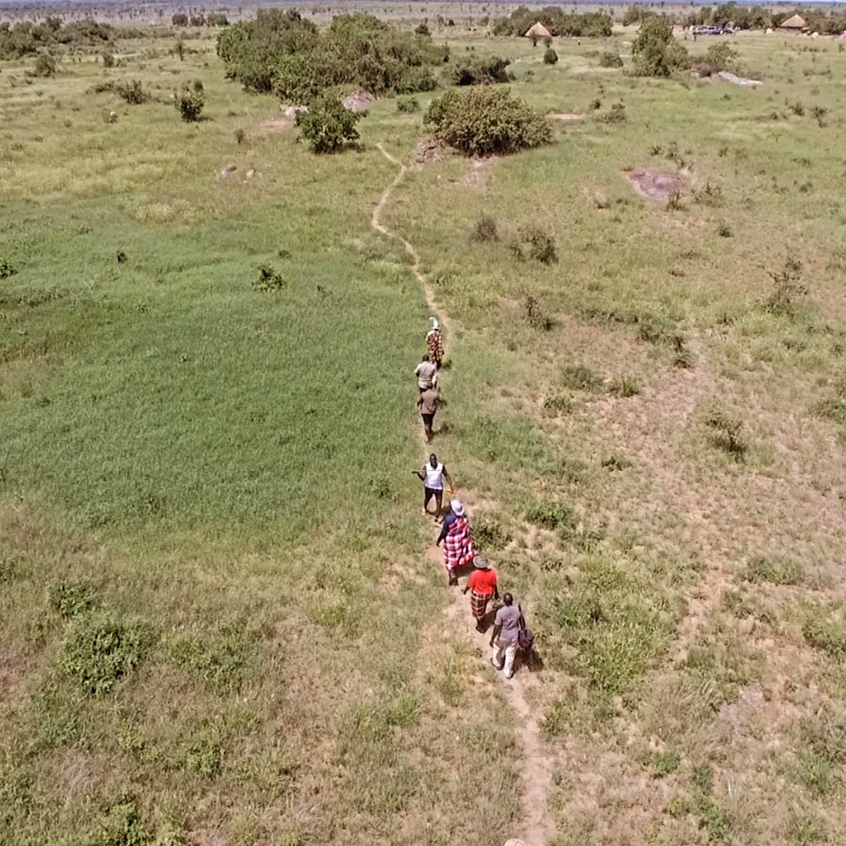 RiverLokichar's tweet image. Where the wild roams free 🌍✨ Can you spot any wildlife/people from up here? 

Drop your favorite animal emoji below! 🦁🐘🦒 #RiverLokichar #WildlifeConservancy #NatureViews 
#Karamoja💚