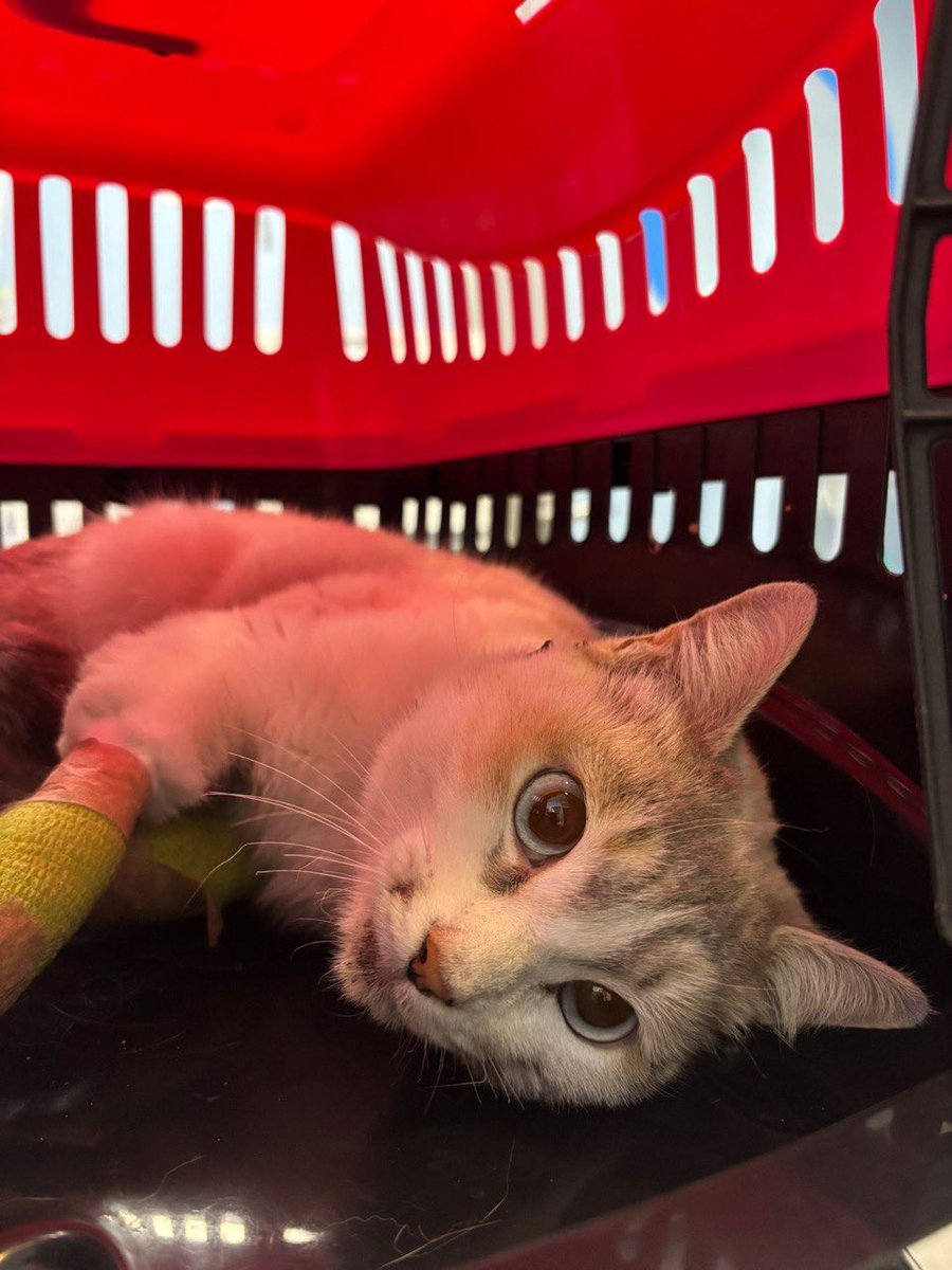 Bienestar Animal Alcorcón tweet media