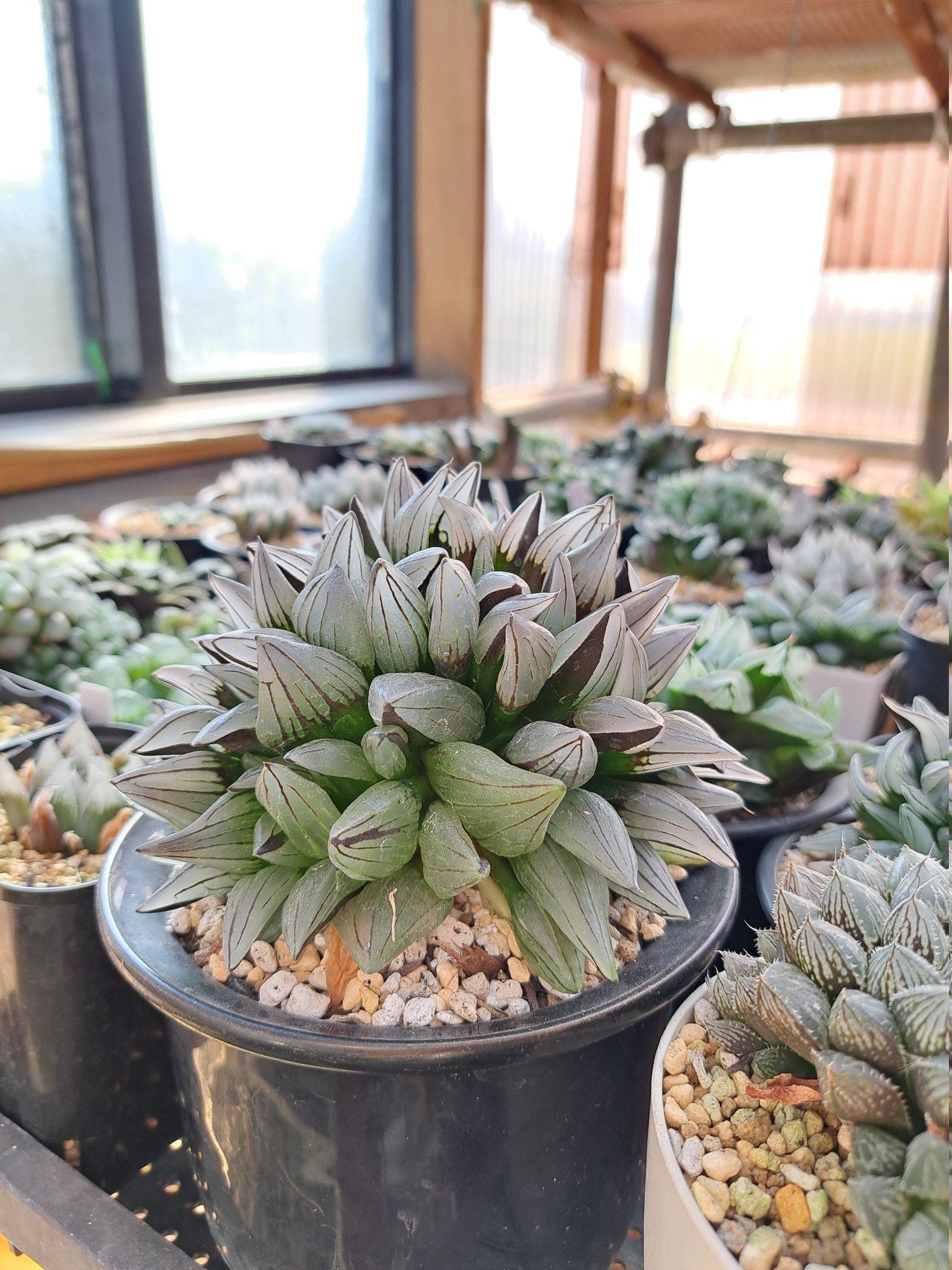 Quesnelia liboniana 子株一つ Quesnelia liboniana 子株一つ