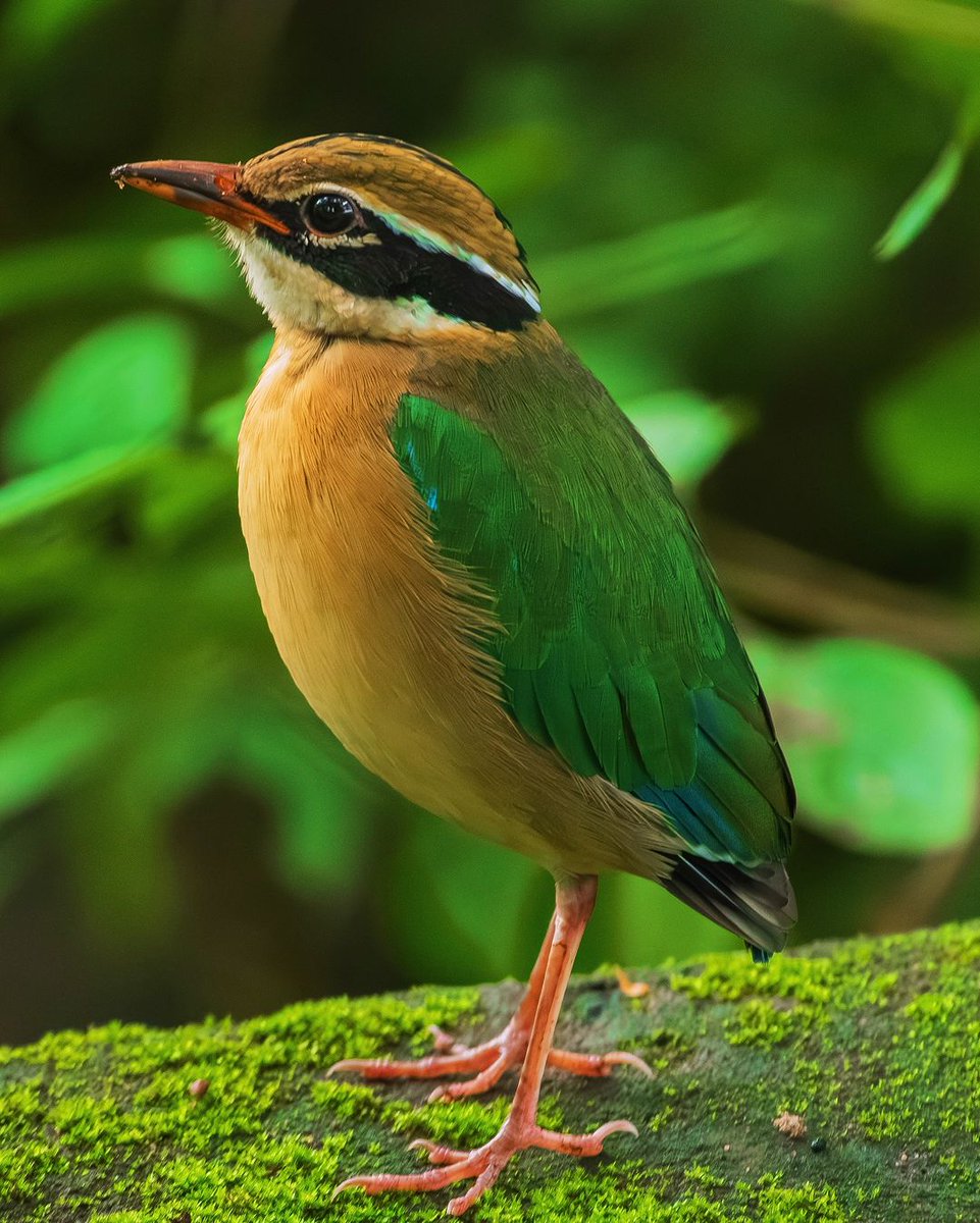 KeralaFDC's tweet photo. In #frame : indian pitta

It inhabits scrub jungle, deciduous and dense evergreen forest. It breeds in the forests of the Himalayas, hills of central and western India, and migrates to other parts of the peninsula in winter. #wikipedia 

#picoftheday by @gopishgkrishna https://t.co/Bf5wROiza6