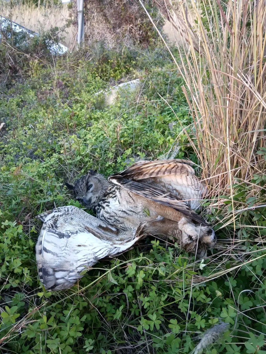 Presentamos DEMANDA contencioso-administrativa contra la instrucción 1/24 q fundamenta el cambio  d protocolo sobre electrocución de aves.
<a href="/iberdrola/">Iberdrola</a> presenta alegaciones proponiendo MEDIDAS IRRISORIAS en sus instalaciones tras cada ELECTROCUCIÓN